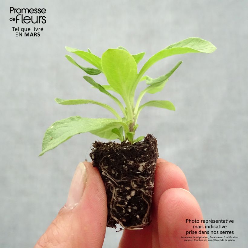 Example of Petchoa hybrida BeautiCal Sunset Orange Mini-Plug Ø 3/4 cm as you get in printemps