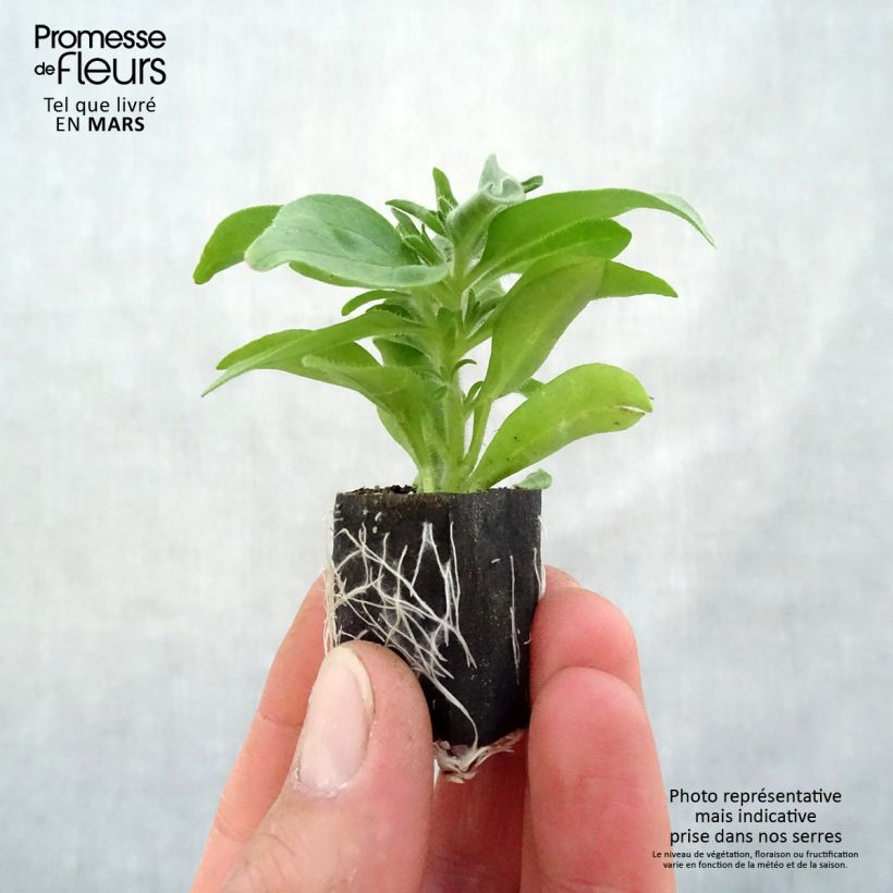 Example of Petunia Cardinal Rim Mini-Plug Ø 3/4 cm as you get in printemps