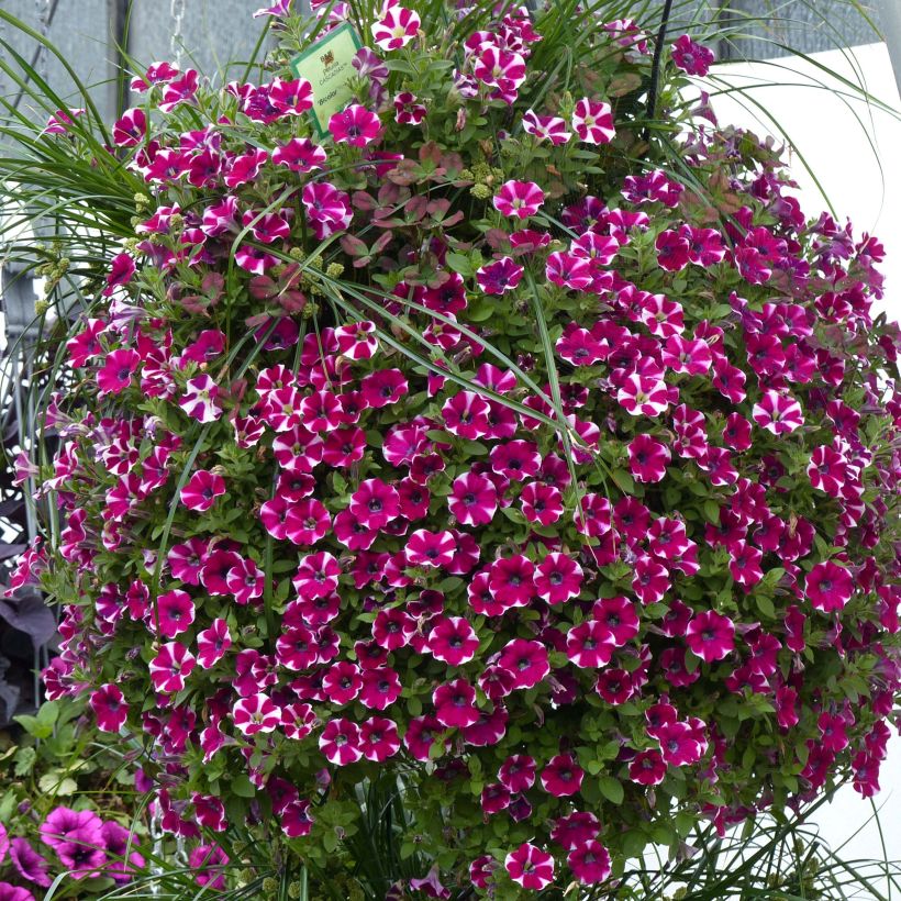 Petunia Bicolor Cabernet (Plant habit)