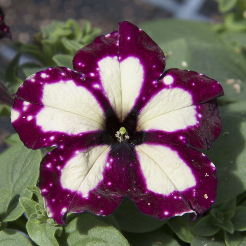 Petunia Lightning Sky (Flowering)