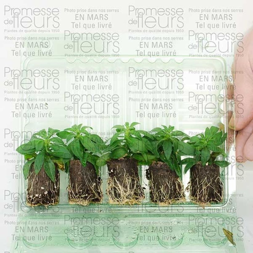 Example of Zauberglöckchen Million Bells Cracking fire - Calibrachoa Mini-Plug Ø 3/4 cm as you get