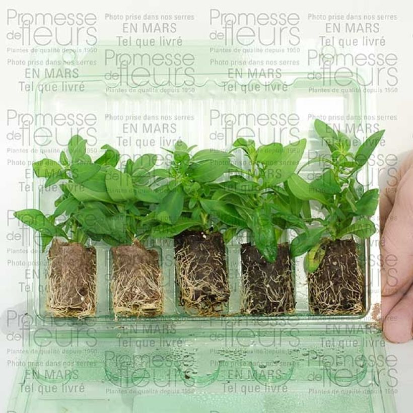 Example of Zauberglöckchen Million Bells Lemon - Calibrachoa Mini-Plug Ø 3/4 cm as you get