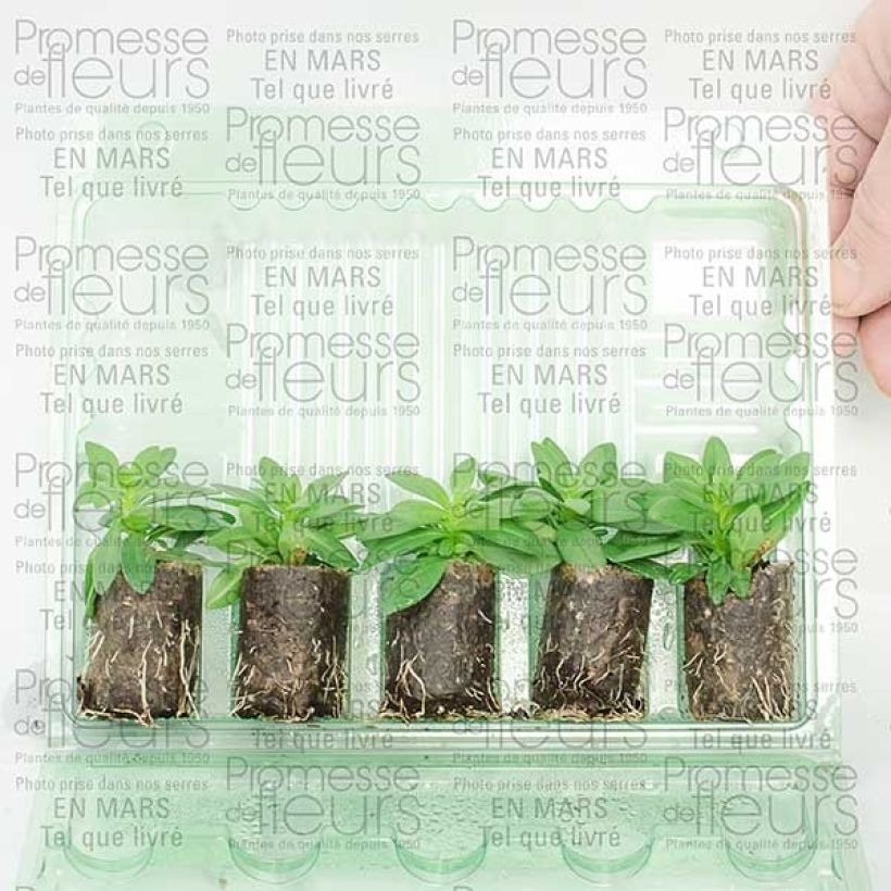 Example of Zauberglöckchen Million Bells Trailing Fuchsia - Calibrachoa Mini-Plug Ø 3/4 cm as you get