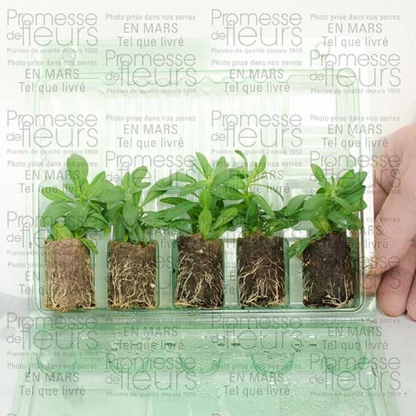 Example of Zauberglöckchen Million Bells Trailing Ice - Calibrachoa Mini-Plug Ø 3/4 cm as you get