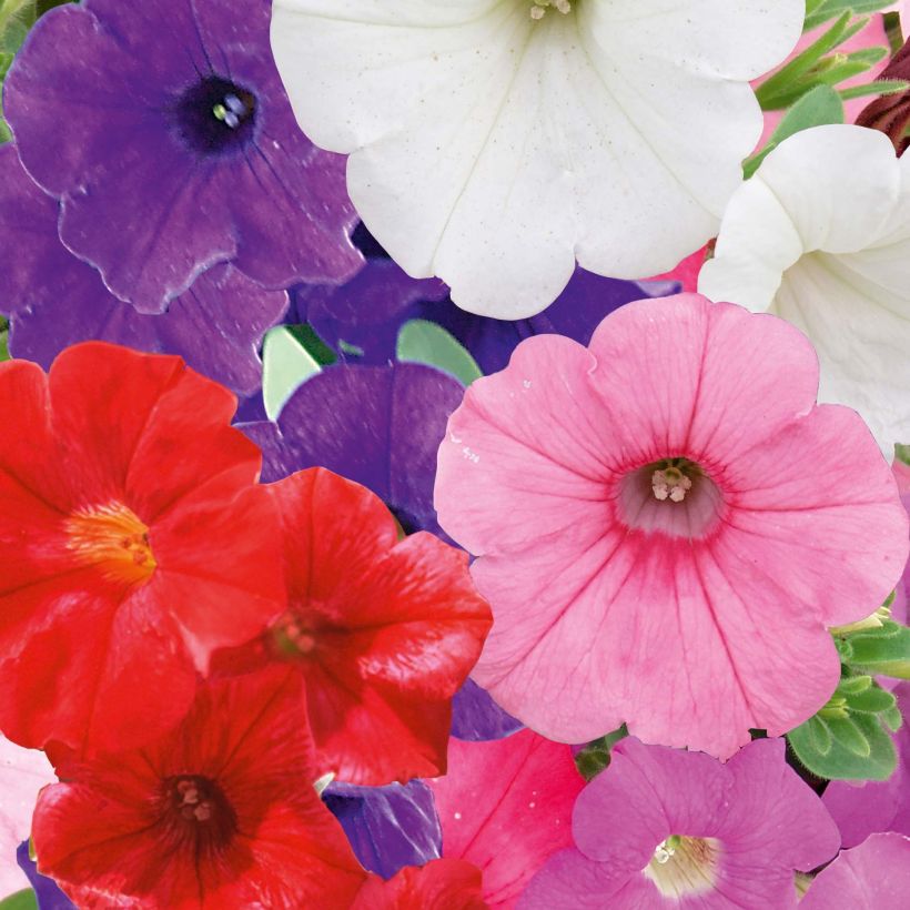 Petunia Parure Mix (Flowering)