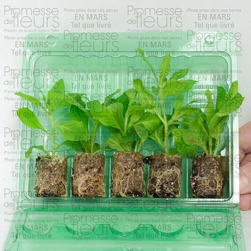 Example of Petunia Pretty Much Picasso Mini-Plug Ø 3/4 cm as you get
