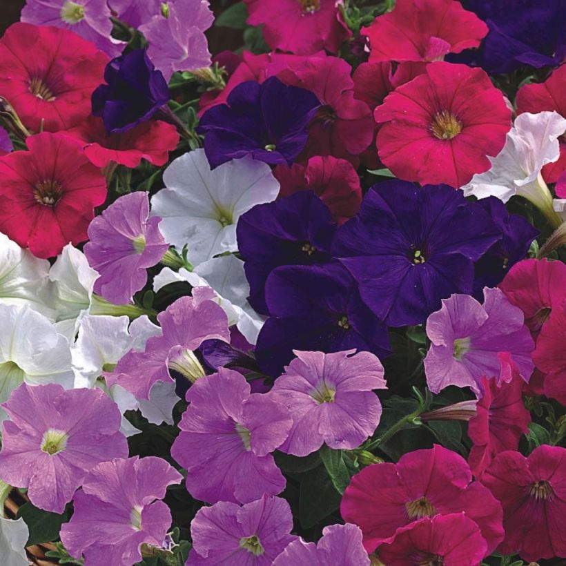 Petunia Picobella Cascade (Flowering)