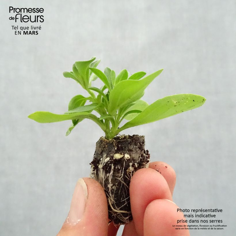 Example of Petunia Splash Dance Bolero Blue Mini-Plug Ø 3/4 cm as you get in printemps