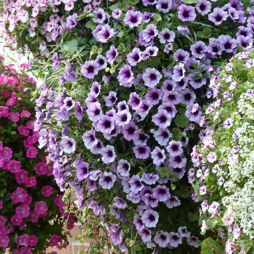Petunia Supertunia Bordeaux (Plant habit)