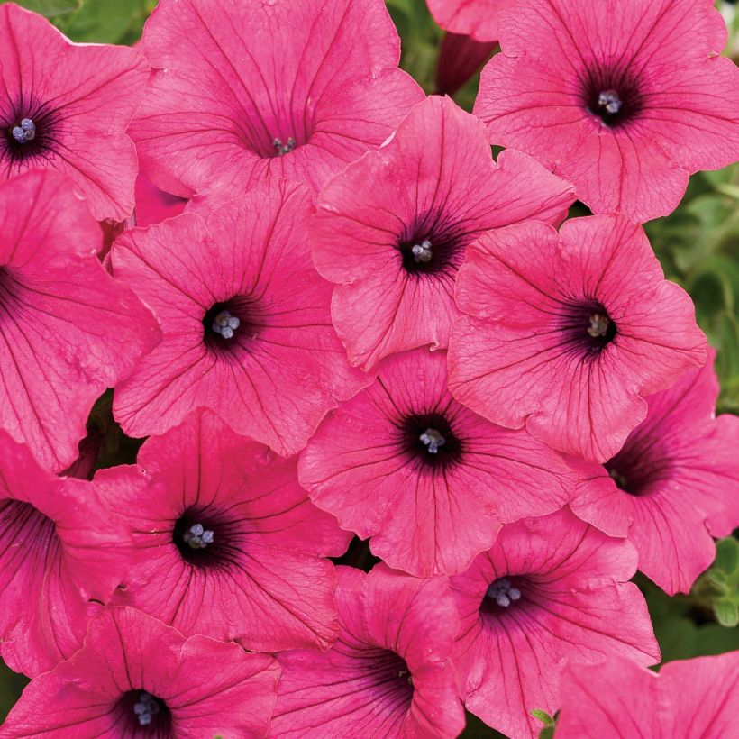 Petunia Supertunia Vista Fuchsia (Flowering)