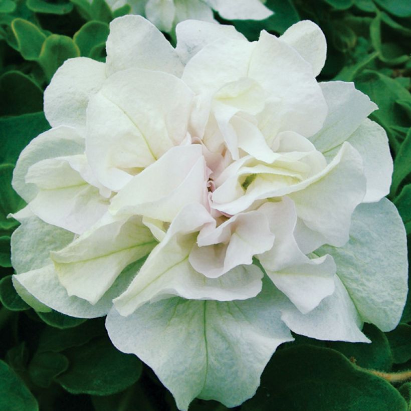 Petunia surfinia Tumbelina Diana (Flowering)