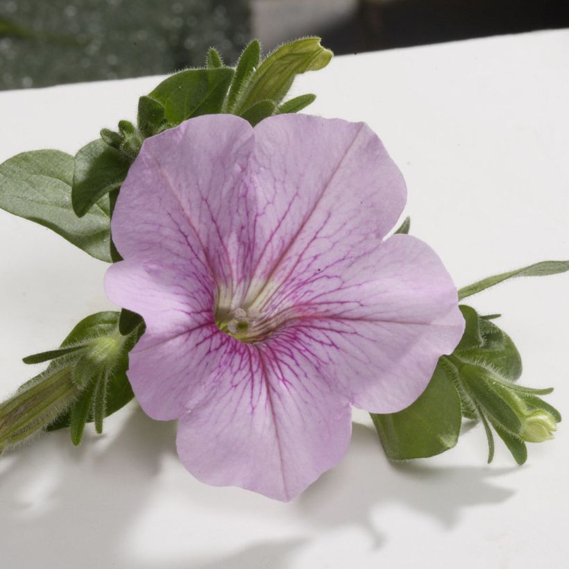 Petunia surfinia Sweet Pink (Flowering)