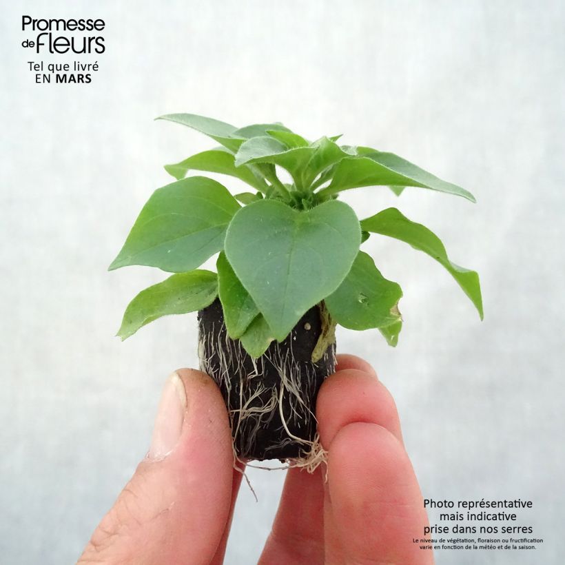 Example of Petunia Surfinia Trailing Big Pink Mini-Plug Ø 3/4 cm as you get in printemps