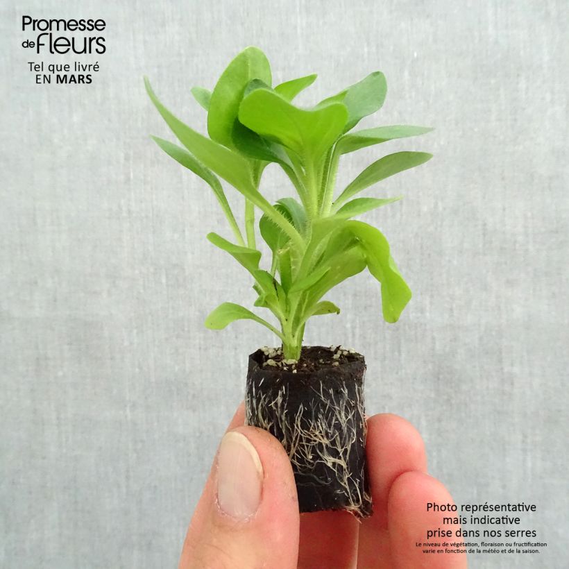 Example of Petunia Surfinia Trailing Light Yellow Mini-Plug Ø 3/4 cm as you get in printemps