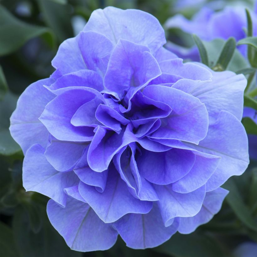 Petunia surfinia Tumbelina Maria (Flowering)