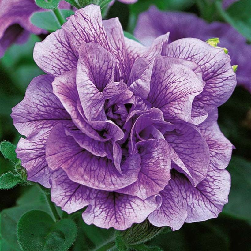 Petunia Tumbelina Priscilla (Flowering)