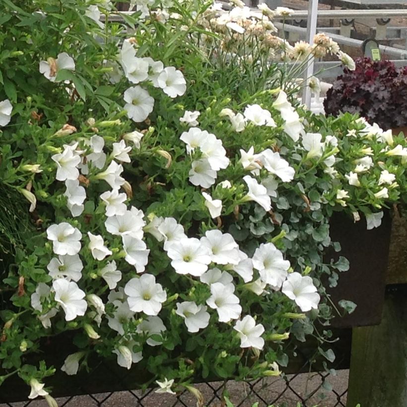 Petunia surfinia Snow (Plant habit)
