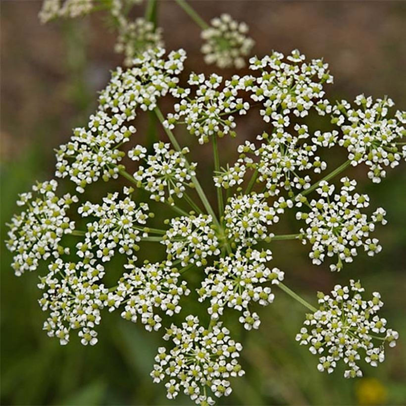 Raibl-Haarstrang - Peucedanum rablense (Flowering)