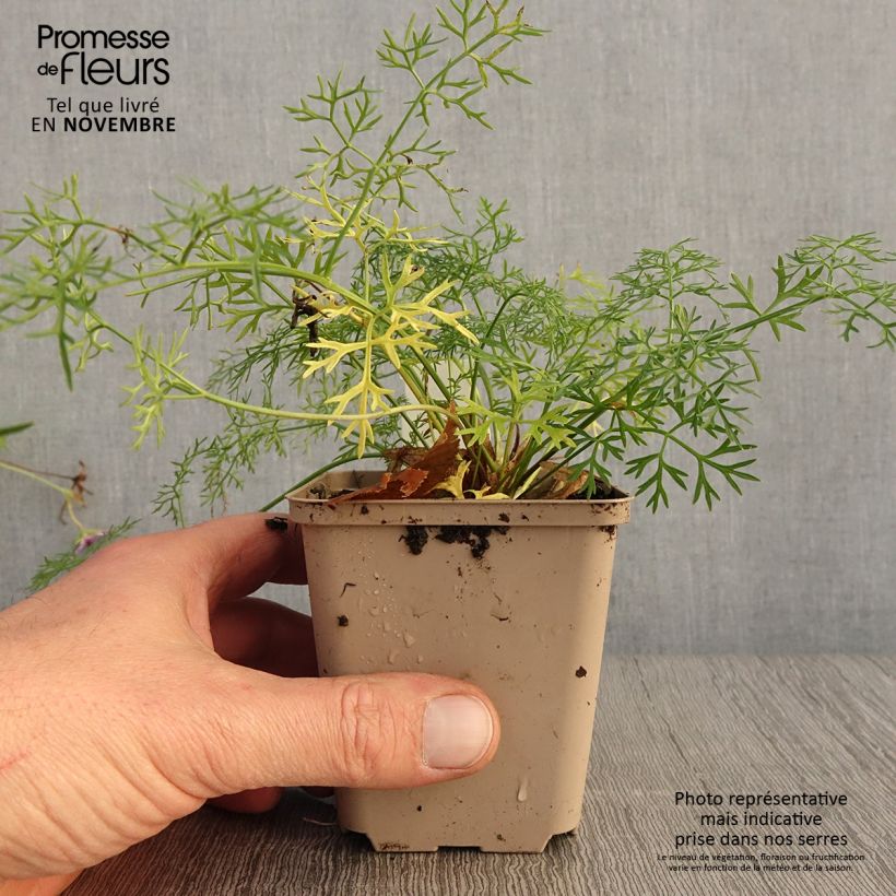Example of Raibl-Haarstrang - Peucedanum rablense Kleine Töpfe von 8/9 cm as you get in automne