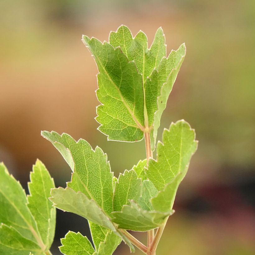 Riesen-Haarstrang - Peucedanum verticillare (Foliage)