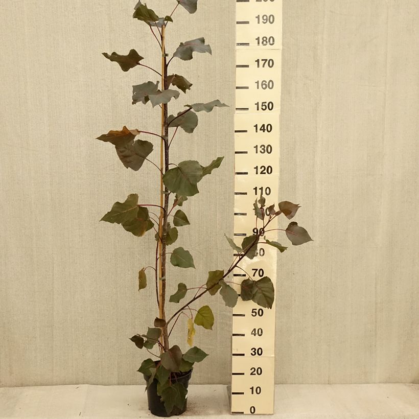 Example of Virginische Pappel Fuego - Populus deltoides Topf mit 7,5L/10L as you get in automne