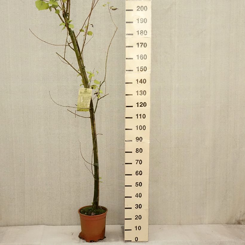 Example of Bastard-Schwarz-Pappel Robusta - Populus euramericana Topf mit 7,5L/10L as you get in automne