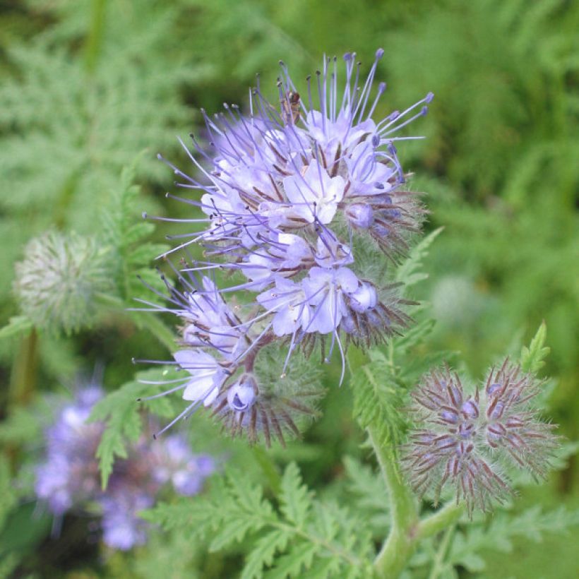 Büschelschön (Grüner Dünger) - Phacelia tanacetifolia (Flowering)