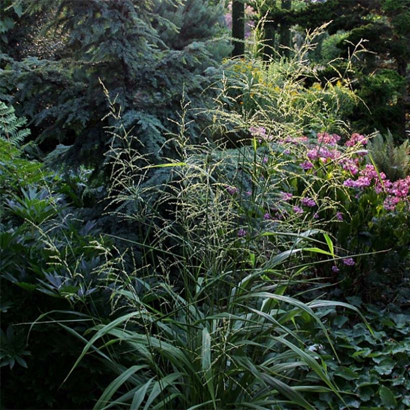 Phaenosperma globosa - Wasserfallhirse (Plant habit)