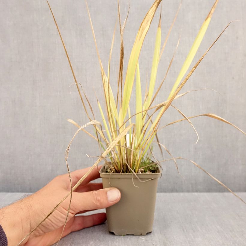 Exemplar von Phaenosperma globosa - Wasserfallhirse Kleine Töpfe von 8/9 cm wie im Herbst geliefert