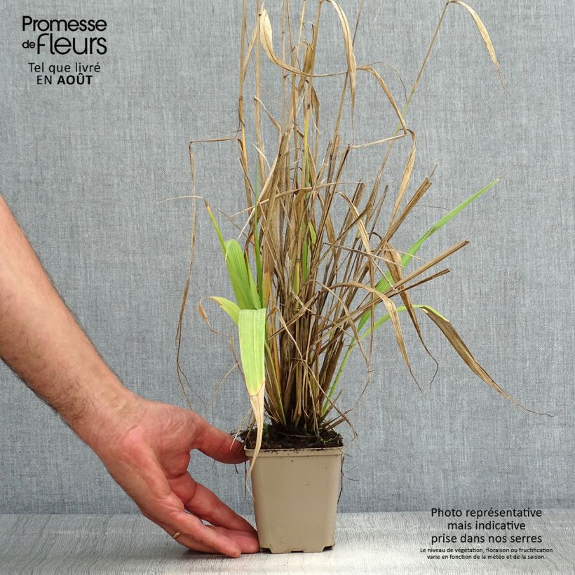 Example of Phaenosperma globosa - Wasserfallhirse Kleine Töpfe von 8/9 cm as you get in ete