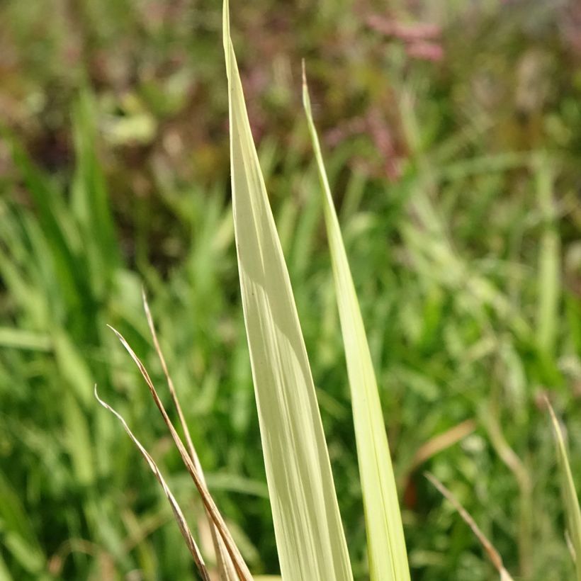 Phaenosperma globosa - Wasserfallhirse (Foliage)