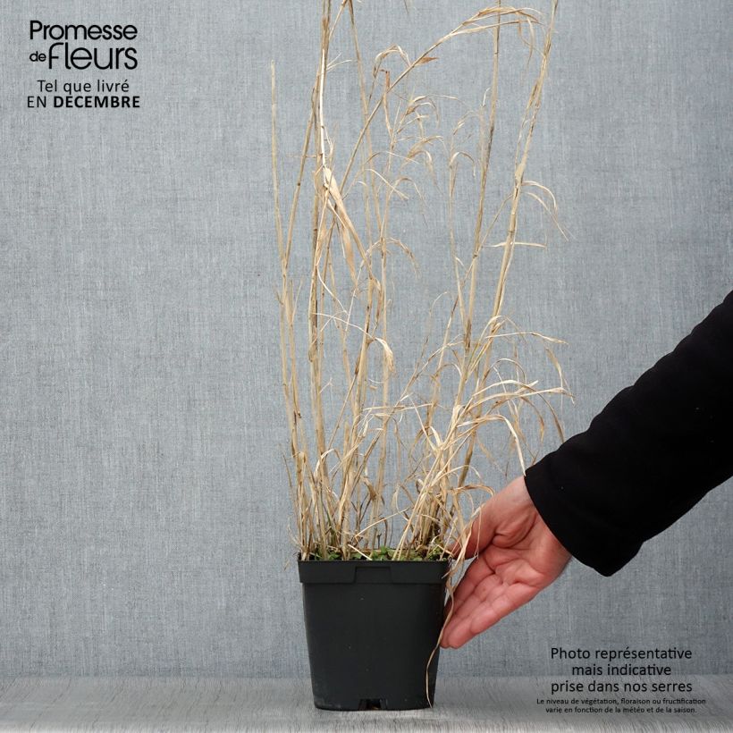 Example of Phalaris arundinacea Picta - Rohr-Glanzgras Topf mit 2L/3L as you get in automne