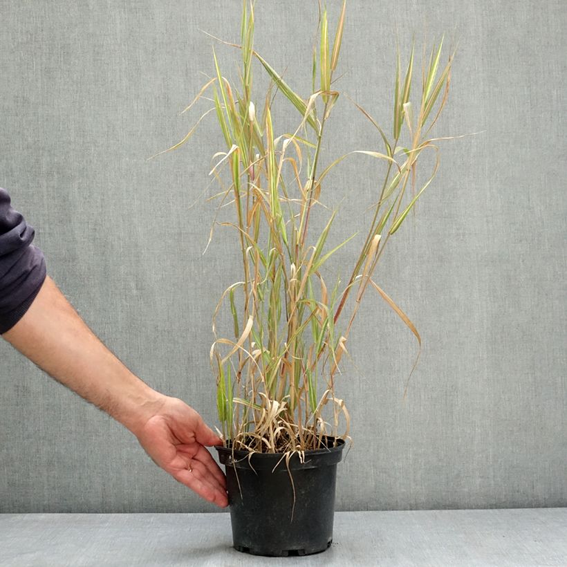 Exemplar von Phalaris arundinacea Strawberry and Cream - Rohr-Glanzgras Topf mit 2L/3L wie im Sommer geliefert