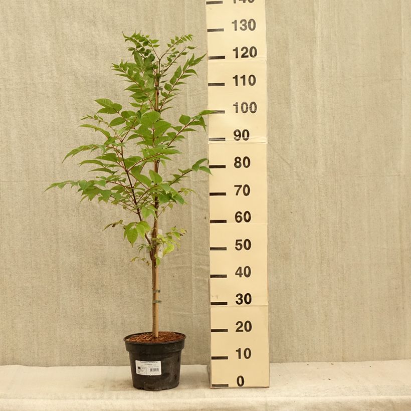 Example of Phellodendron amurense - Amur-Korkbaum Topf mit 4L/5L as you get in ete