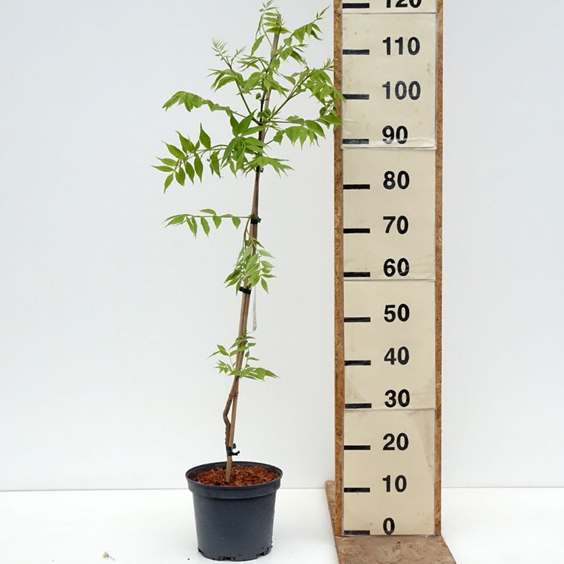 Exemplar von Phellodendron amurense - Amur-Korkbaum Topf mit 4L/5L wie im Frühjahr geliefert