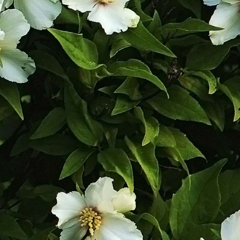 Pfeifenstrauch Belle Etoile - Philadelphus (Foliage)