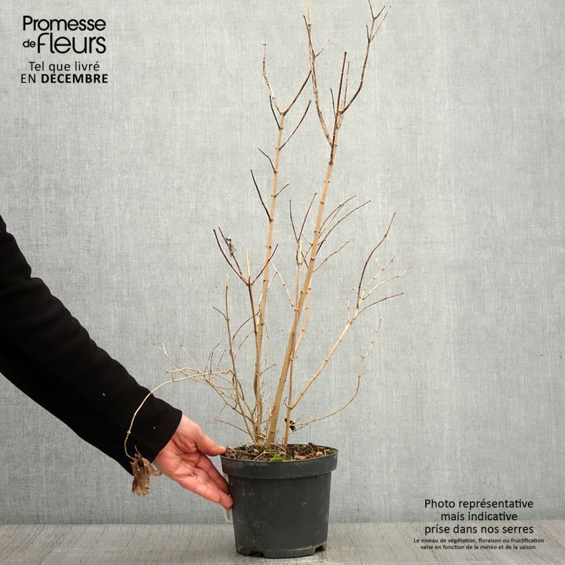 Example of Pfeifenstrauch Bouquet Blanc - Philadelphus persica Topf mit 2L/3L as you get in automne
