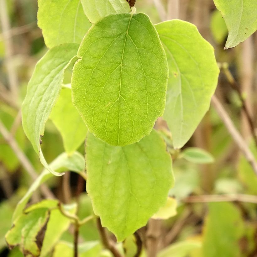 Pfeifenstrauch Bouquet Blanc - Philadelphus persica (Foliage)