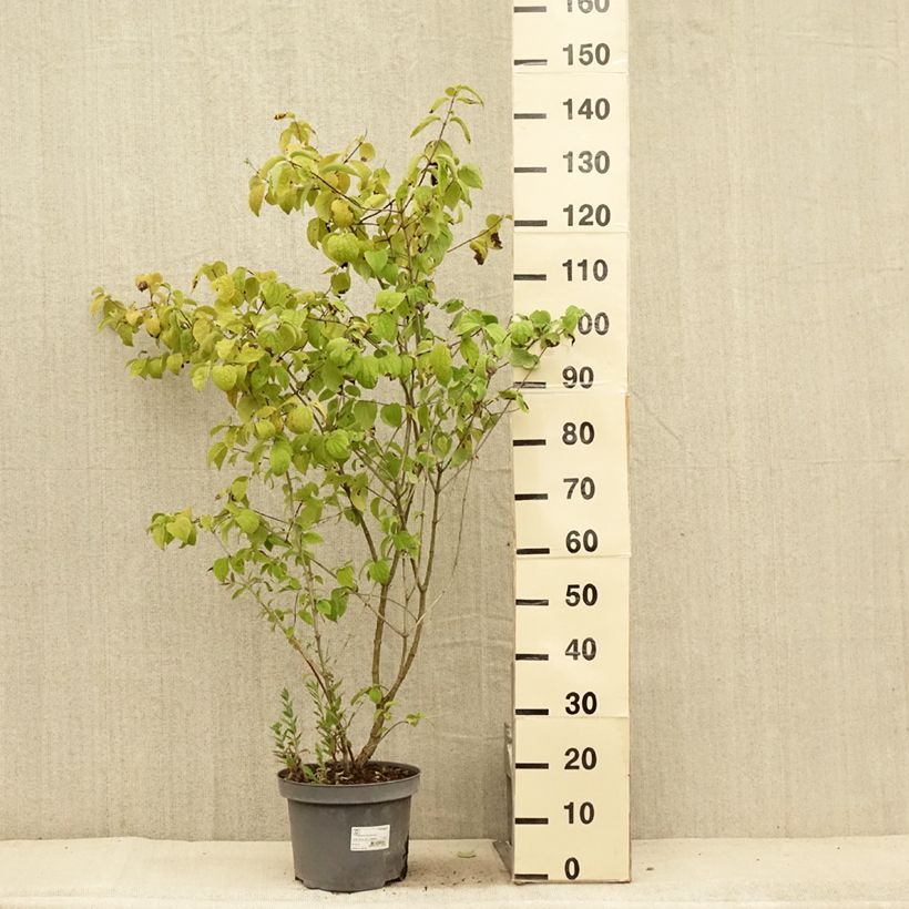 Exemplar von Pfeifenstrauch Bouquet Blanc - Philadelphus persica Topf mit 7,5L/10L wie im Sommer geliefert