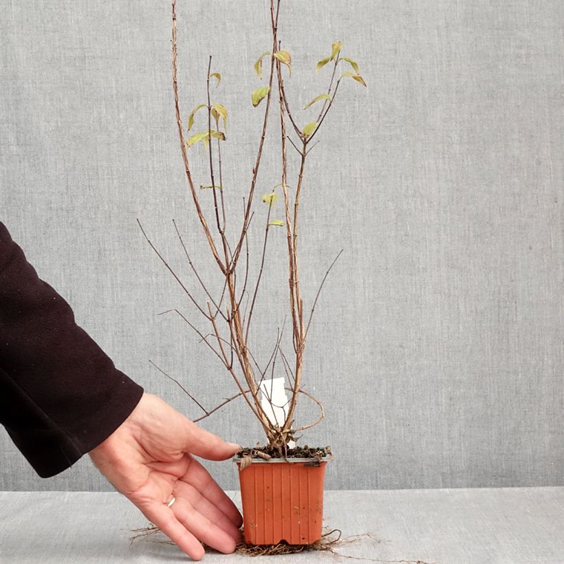 Exemplar von Pfeifenstrauch Dame Blanche - Philadelphus Kleine Töpfe von 8/9 cm wie im Herbst geliefert