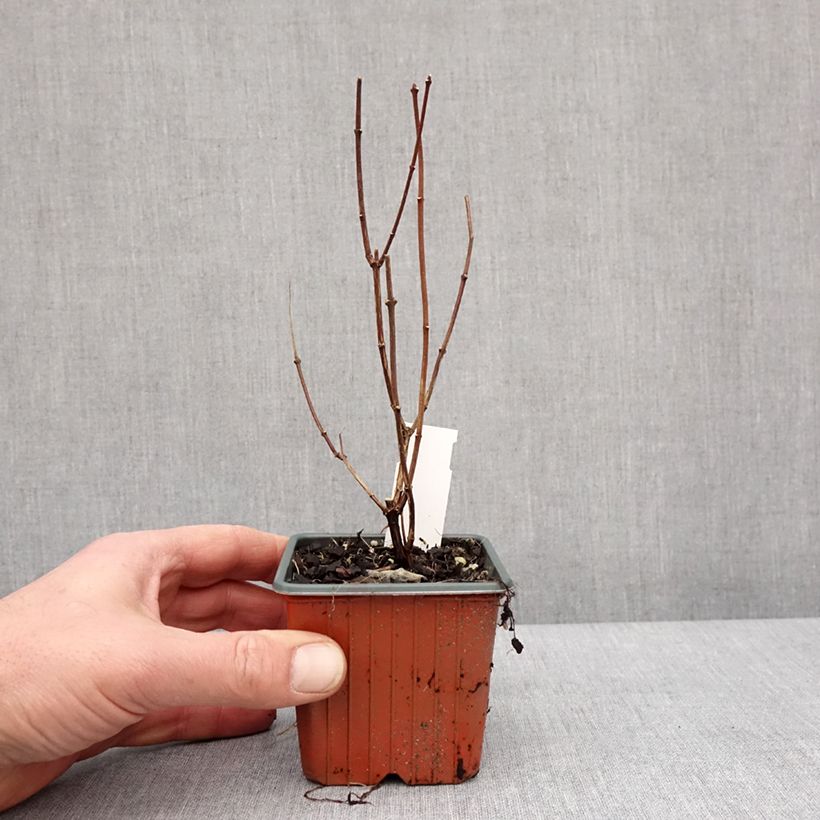 Example of Pfeifenstrauch Dame Blanche - Philadelphus Kleine Töpfe von 8/9 cm as you get in hiver