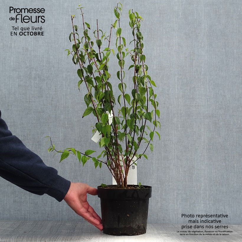 Example of Pfeifenstrauch Dame Blanche - Philadelphus Topf mit 3L/4L as you get in automne