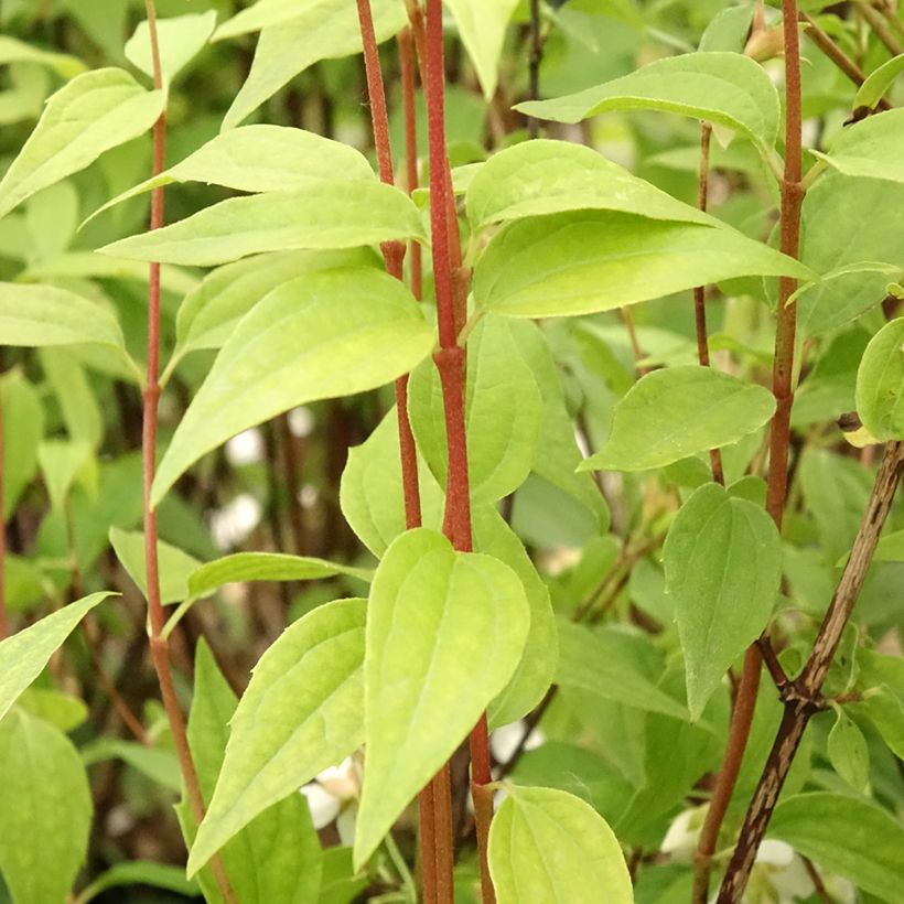 Pfeifenstrauch Dame Blanche - Philadelphus (Foliage)