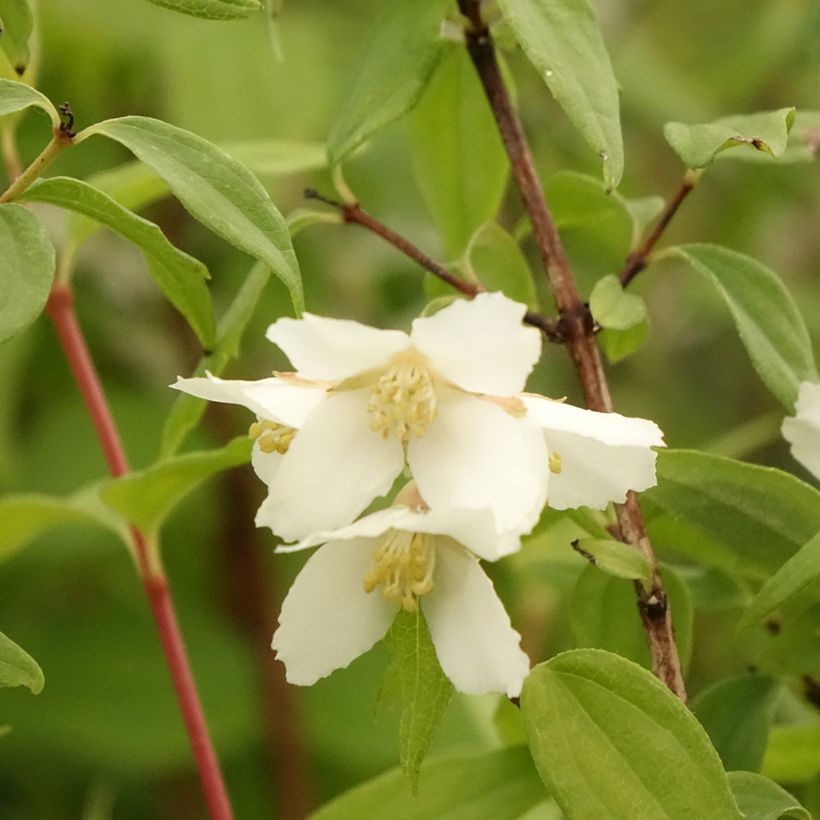 Pfeifenstrauch Dame Blanche - Philadelphus (Flowering)