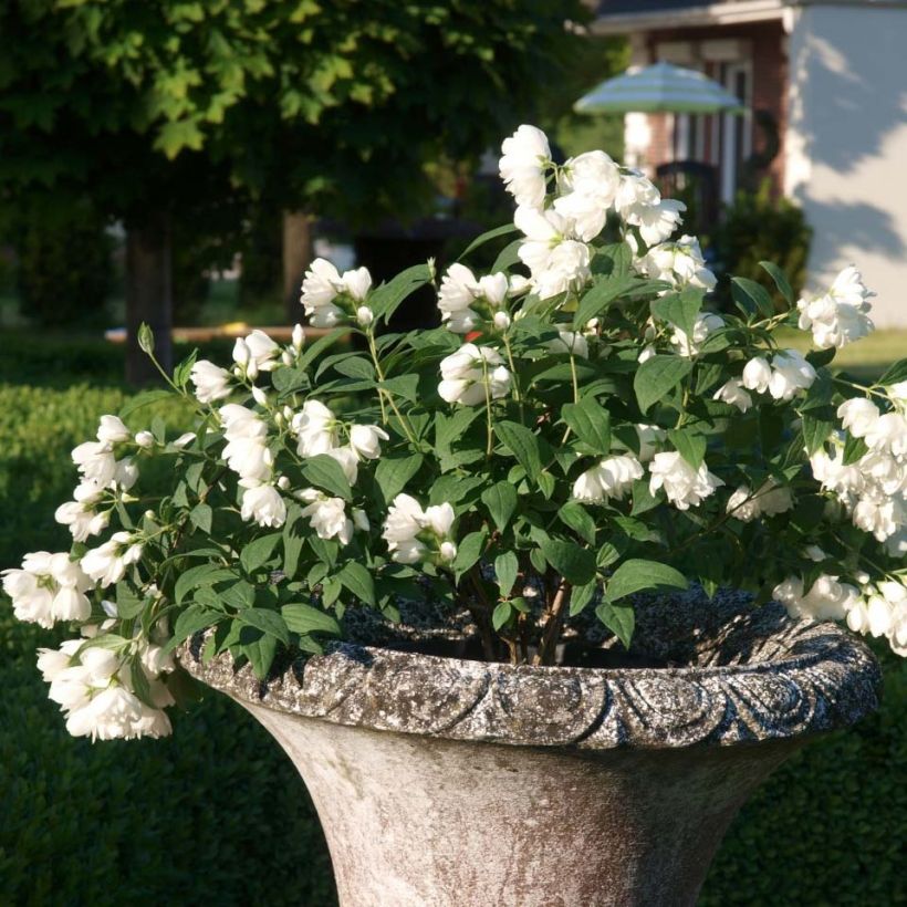 Pfeifenstrauch Little White Love - Philadelphus (Plant habit)