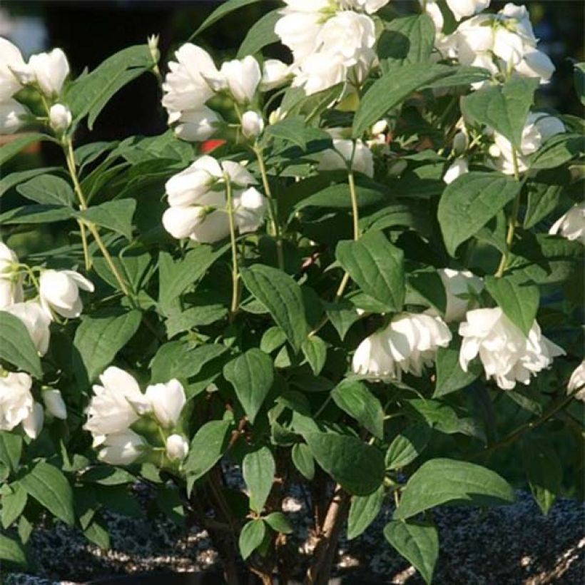 Pfeifenstrauch Little White Love - Philadelphus (Foliage)