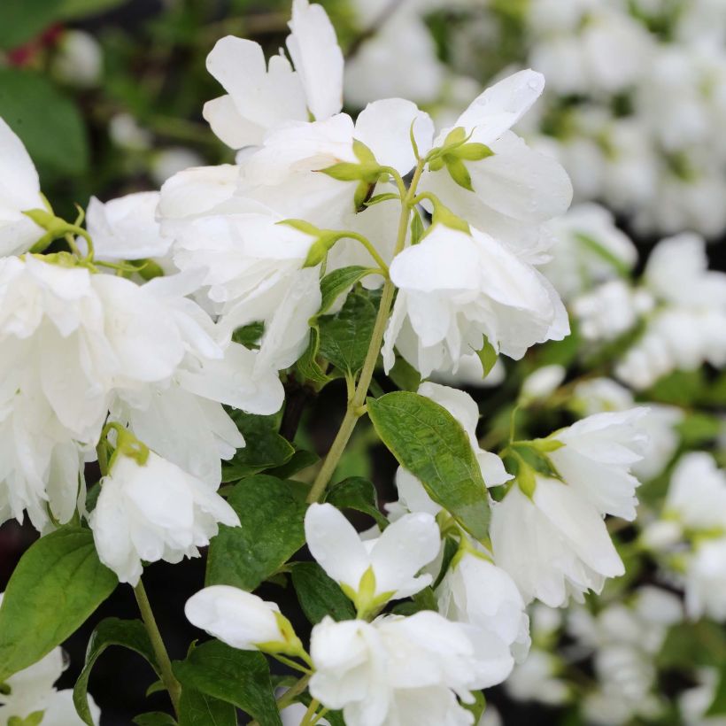 Pfeifenstrauch Little White Love - Philadelphus (Flowering)