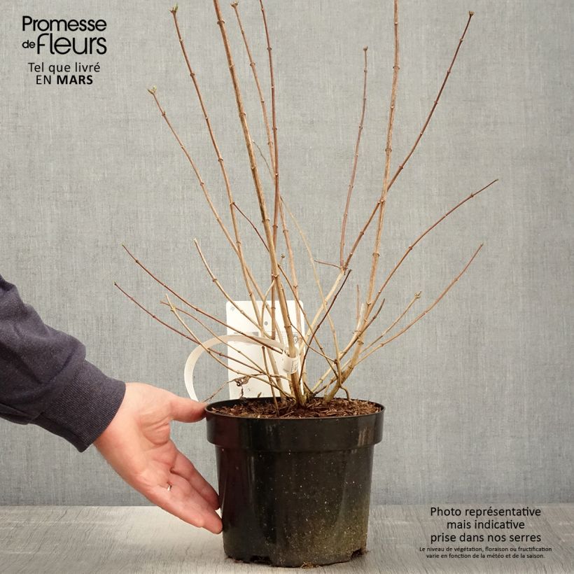 Exemplar von Gefüllter Gartenjasmin Minnesota Snowflake - Philadelphus virginalis Topf mit 2L/3L wie im Frühjahr geliefert