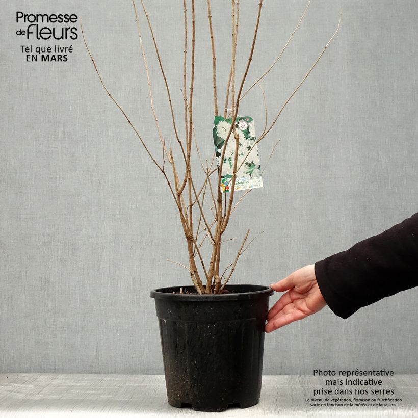 Exemplar von Gefüllter Gartenjasmin Minnesota Snowflake - Philadelphus virginalis Topf mit 7,5L/10L wie im Frühjahr geliefert