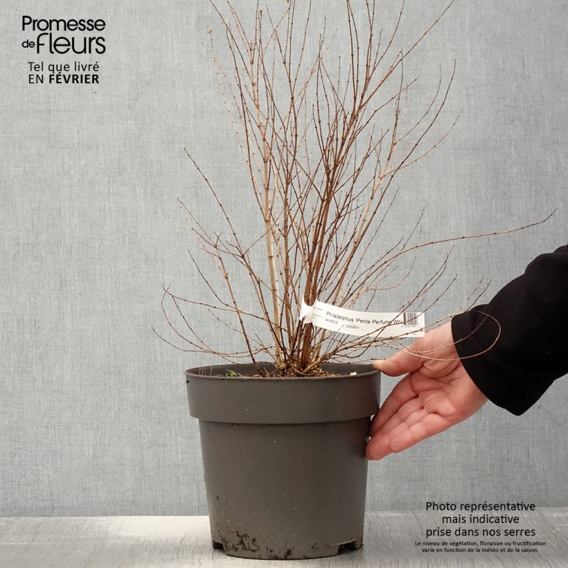 Example of Pfeifenstrauch Petite Perfume White - Philadelphus Topf mit 3L/4L as you get in hiver